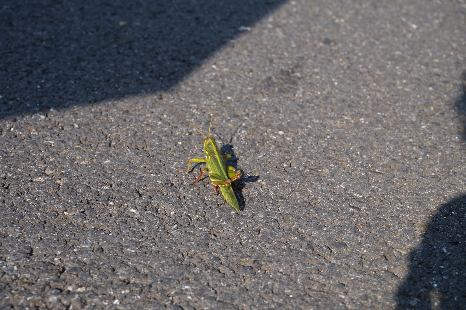 DSC06379.JPG